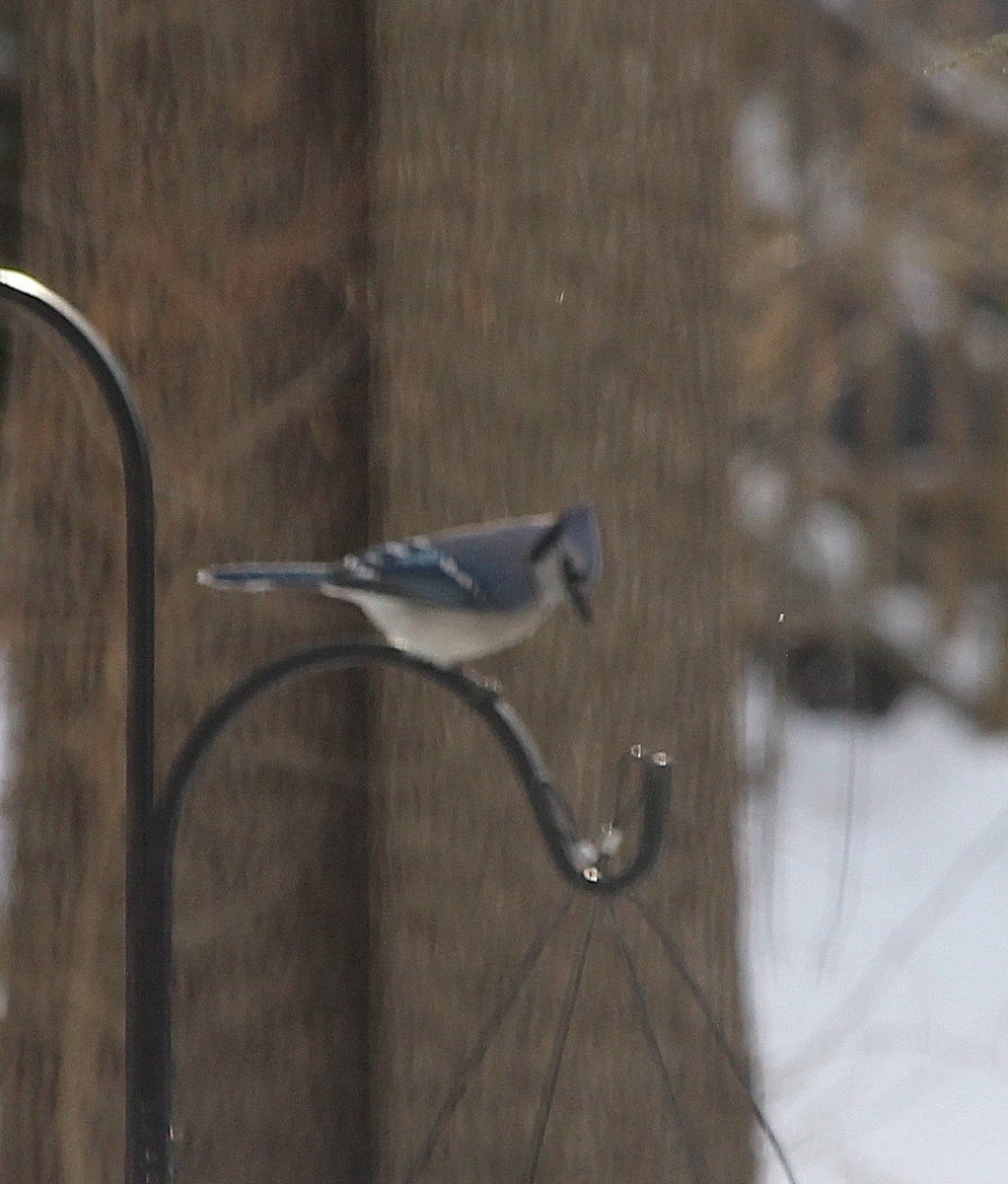 Blue Jay - ML646587898