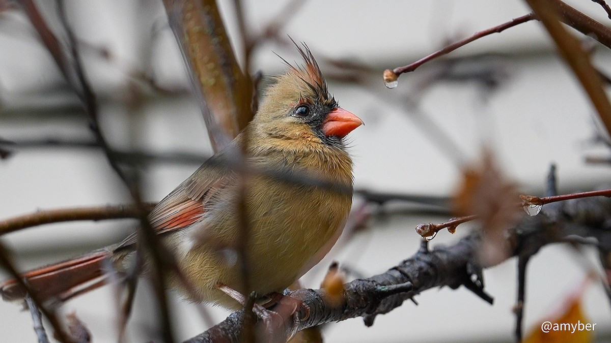Northern Cardinal - ML646587900