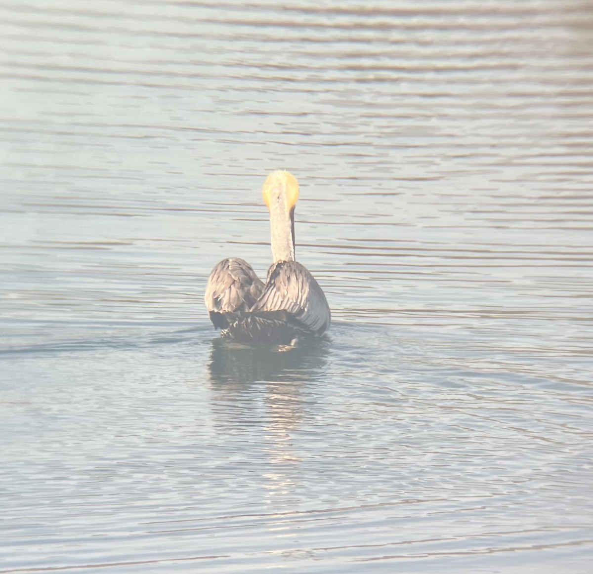 Brown Pelican - ML646587901