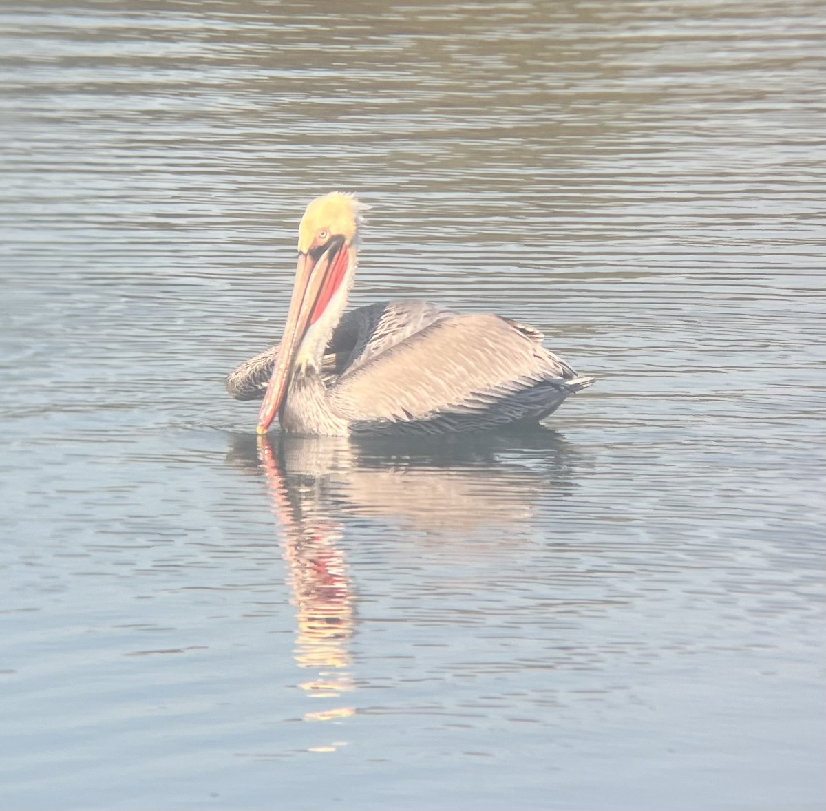 Brown Pelican - ML646587902