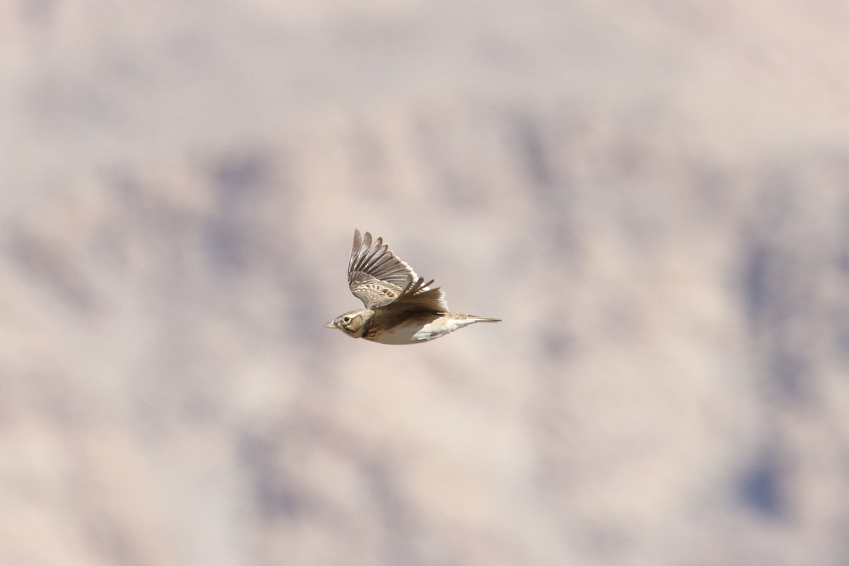 Bimaculated Lark - ML646587903