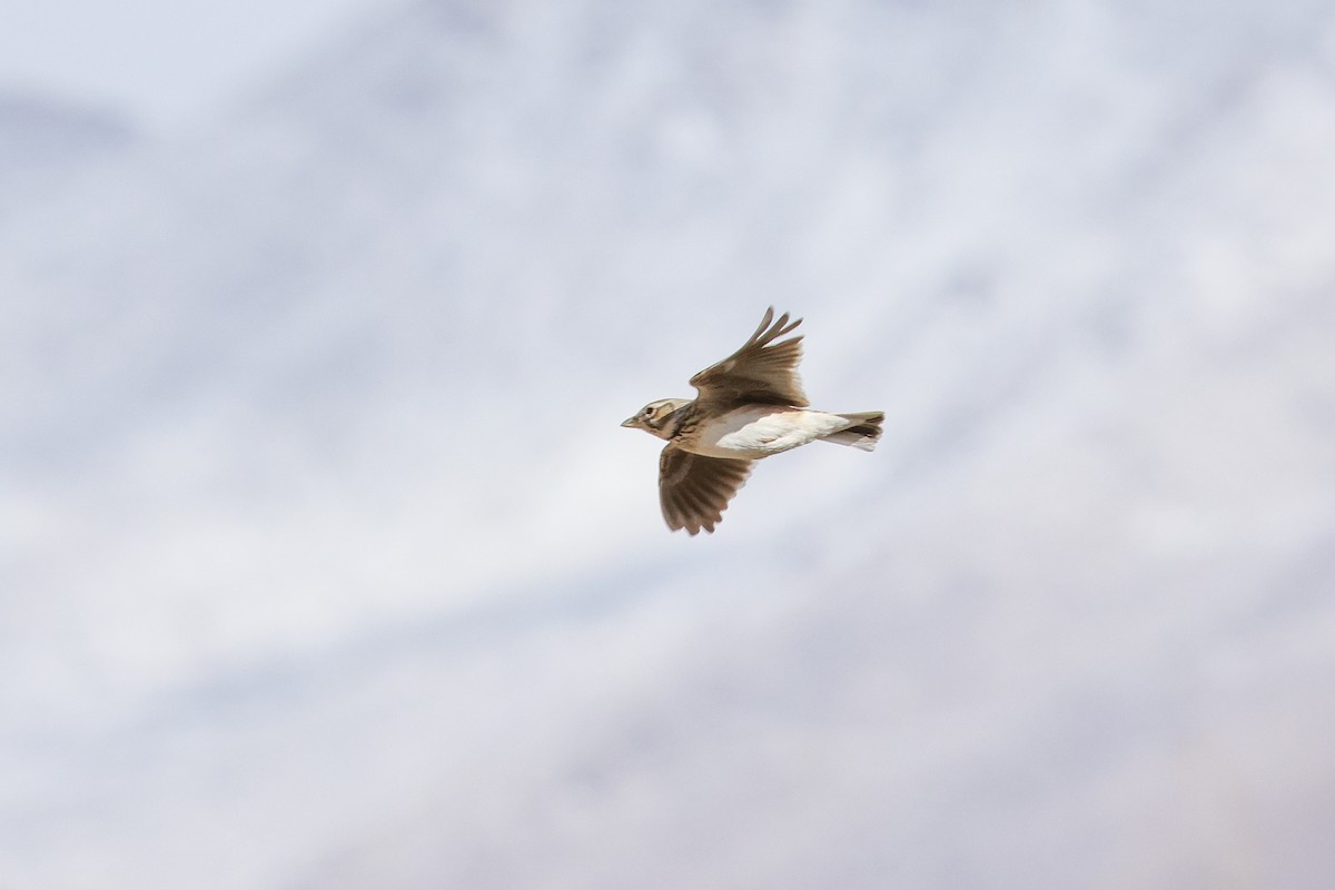 Bimaculated Lark - ML646587904