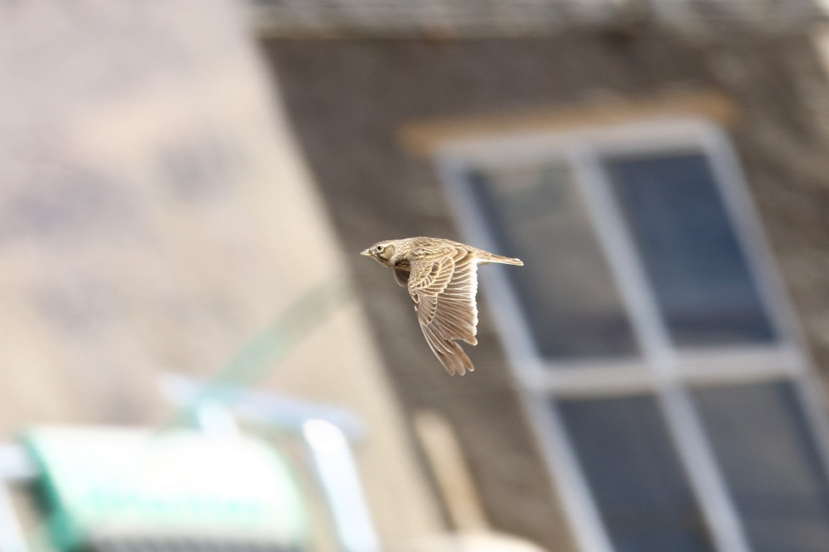 Bimaculated Lark - ML646587905