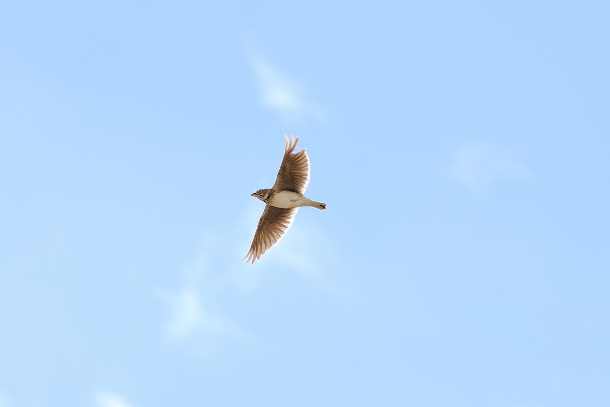 Bimaculated Lark - ML646587906