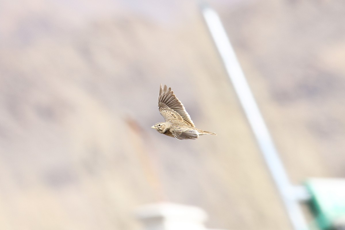 Bimaculated Lark - ML646587907