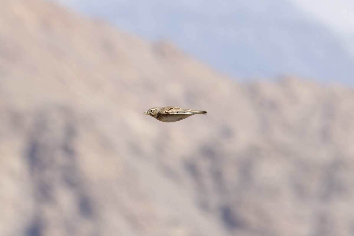 Bimaculated Lark - ML646587908