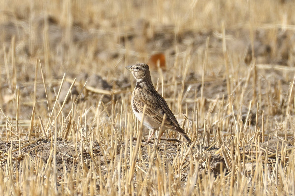 Bimaculated Lark - ML646587909