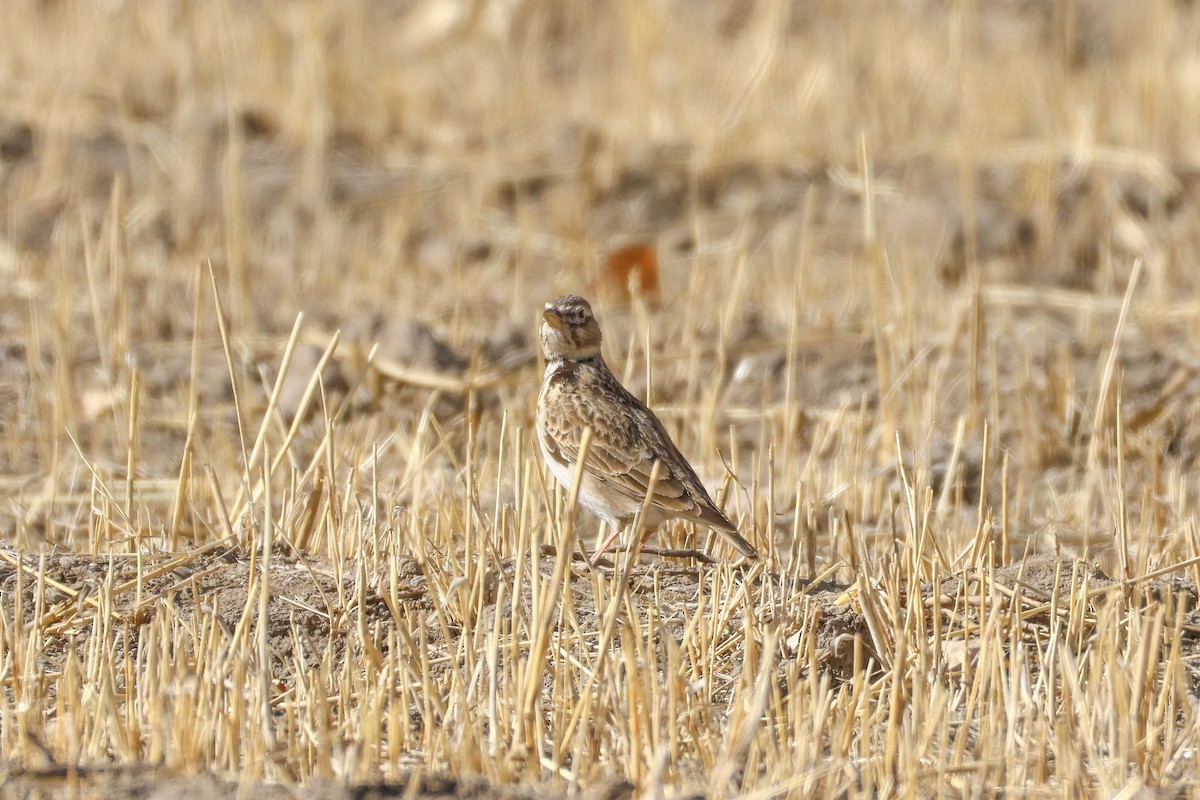 Bimaculated Lark - ML646587910