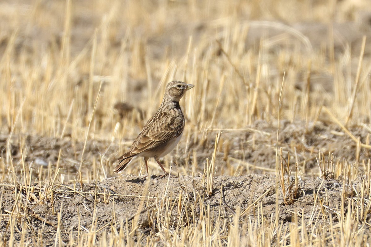 Bimaculated Lark - ML646587911