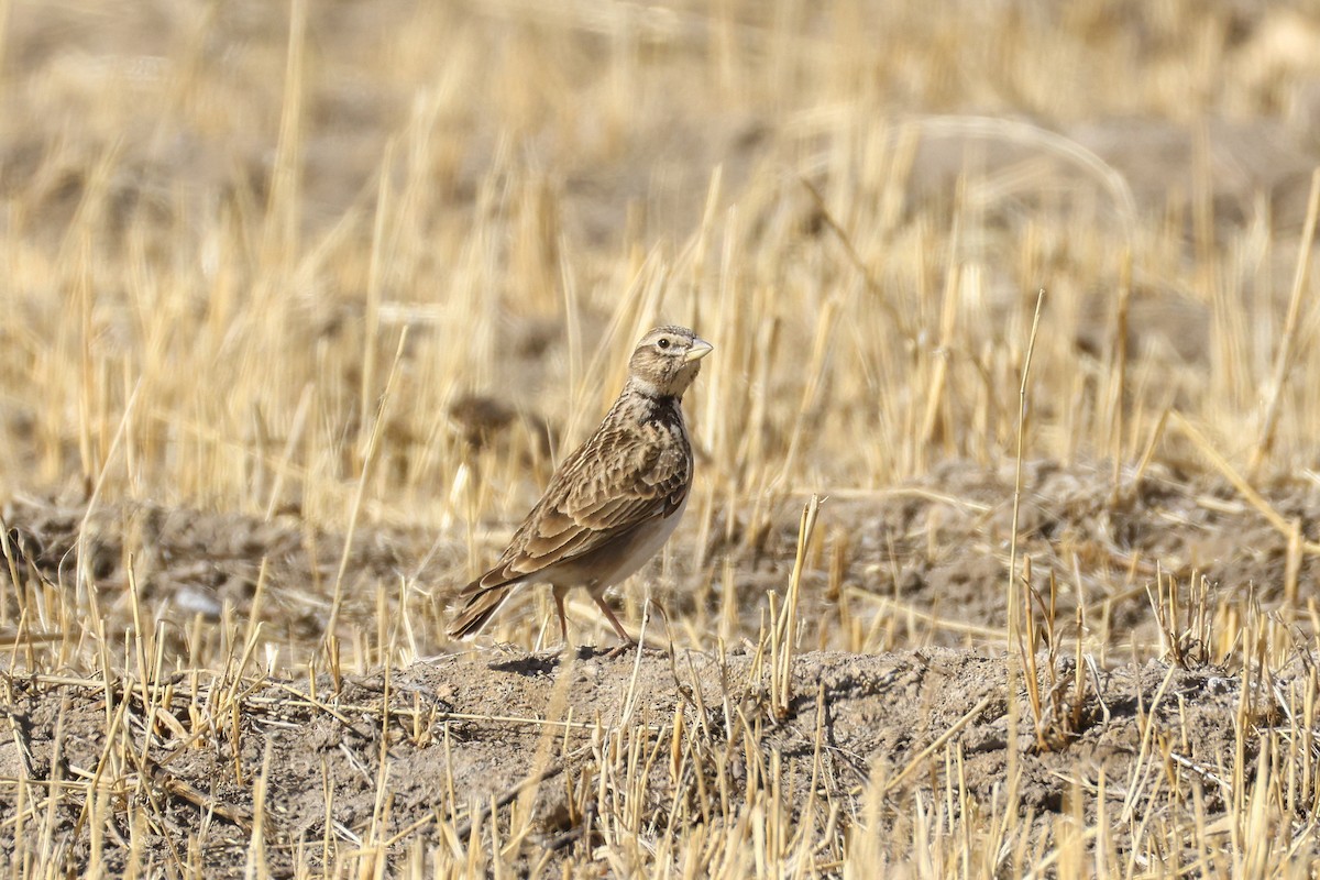 Bimaculated Lark - ML646587913