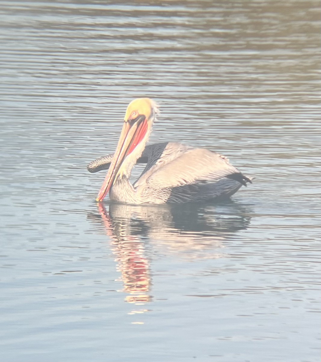 Brown Pelican - ML646587917