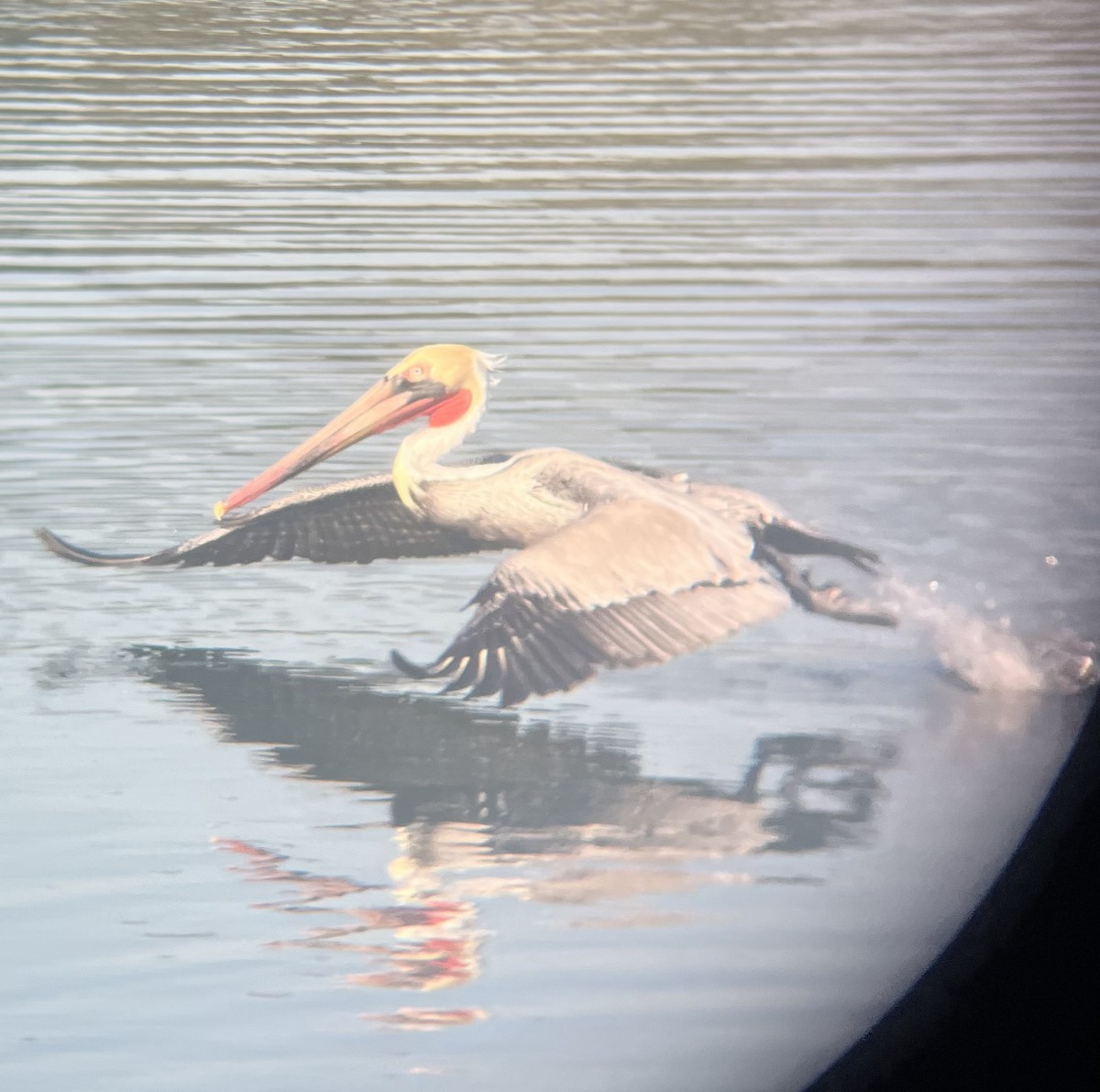 Brown Pelican - ML646587918