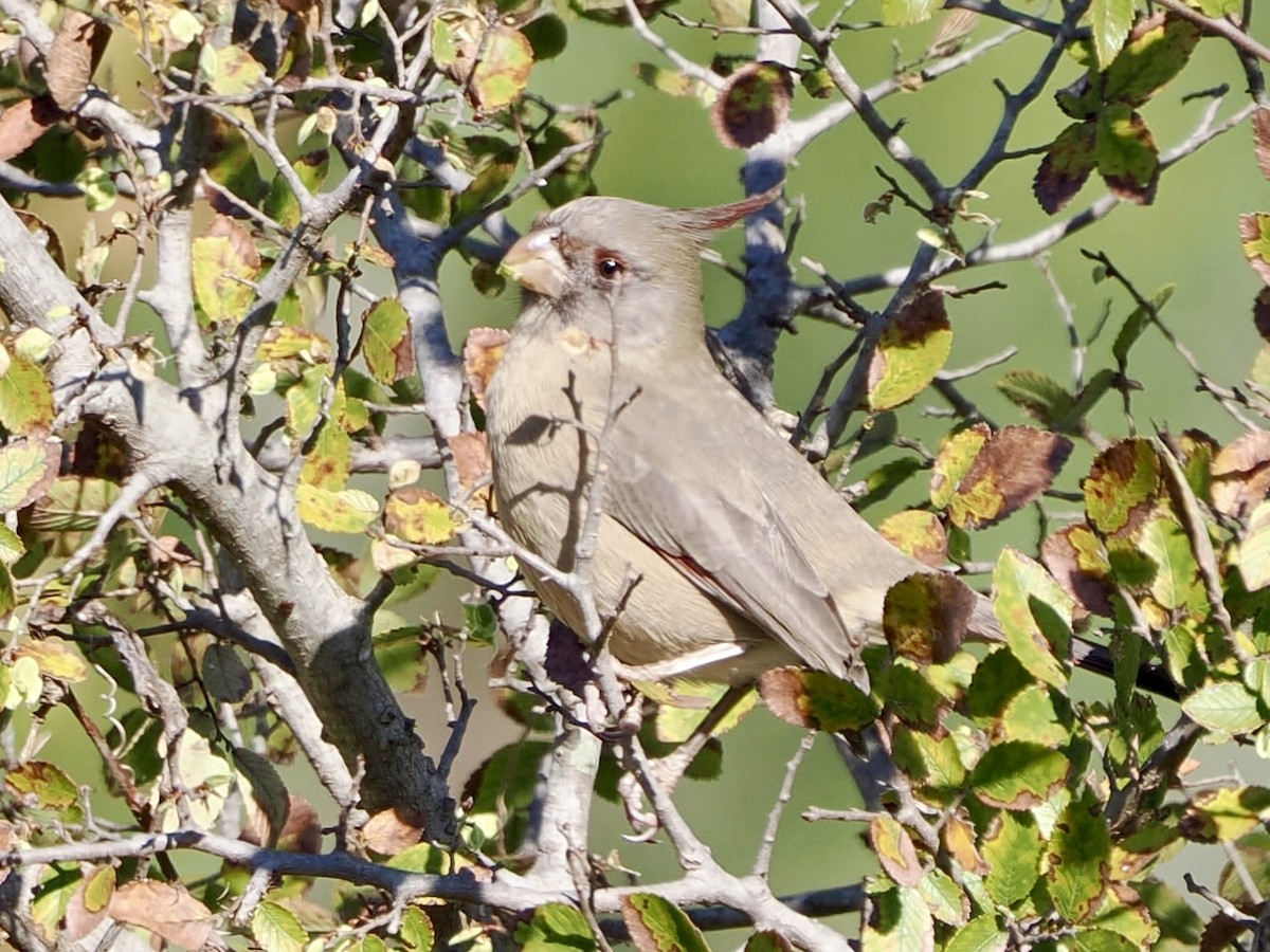 Schmalschnabelkardinal - ML646587922