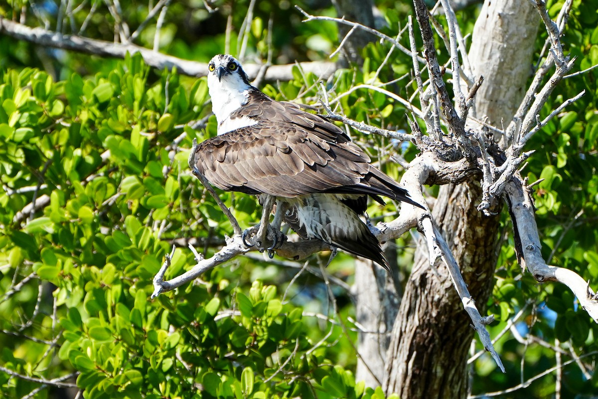 Скопа західна - ML646587925