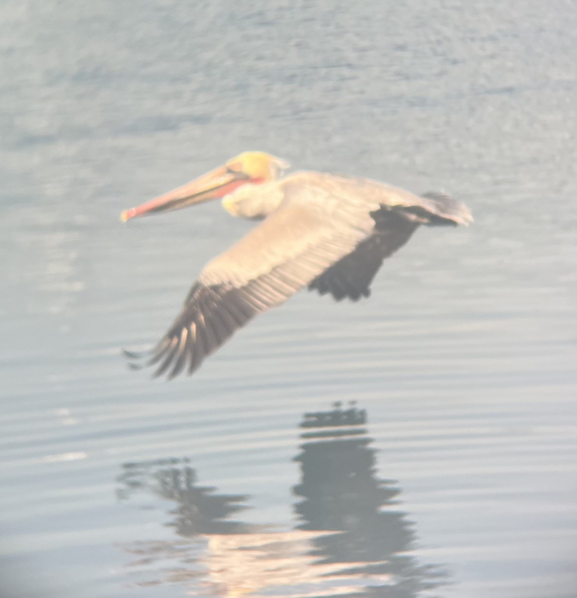 Brown Pelican - ML646587926