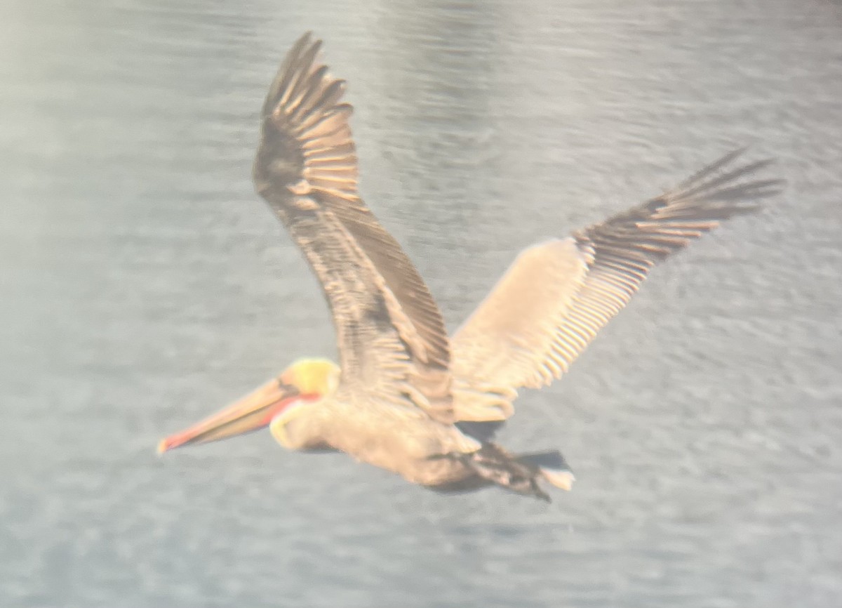 Brown Pelican - ML646587927