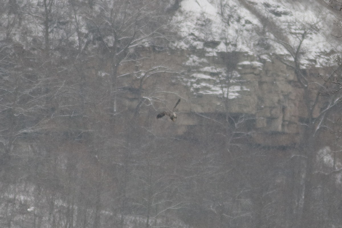 Bald Eagle - ML646587931