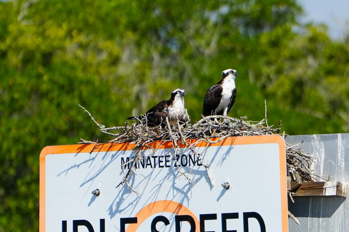 Скопа західна - ML646587932