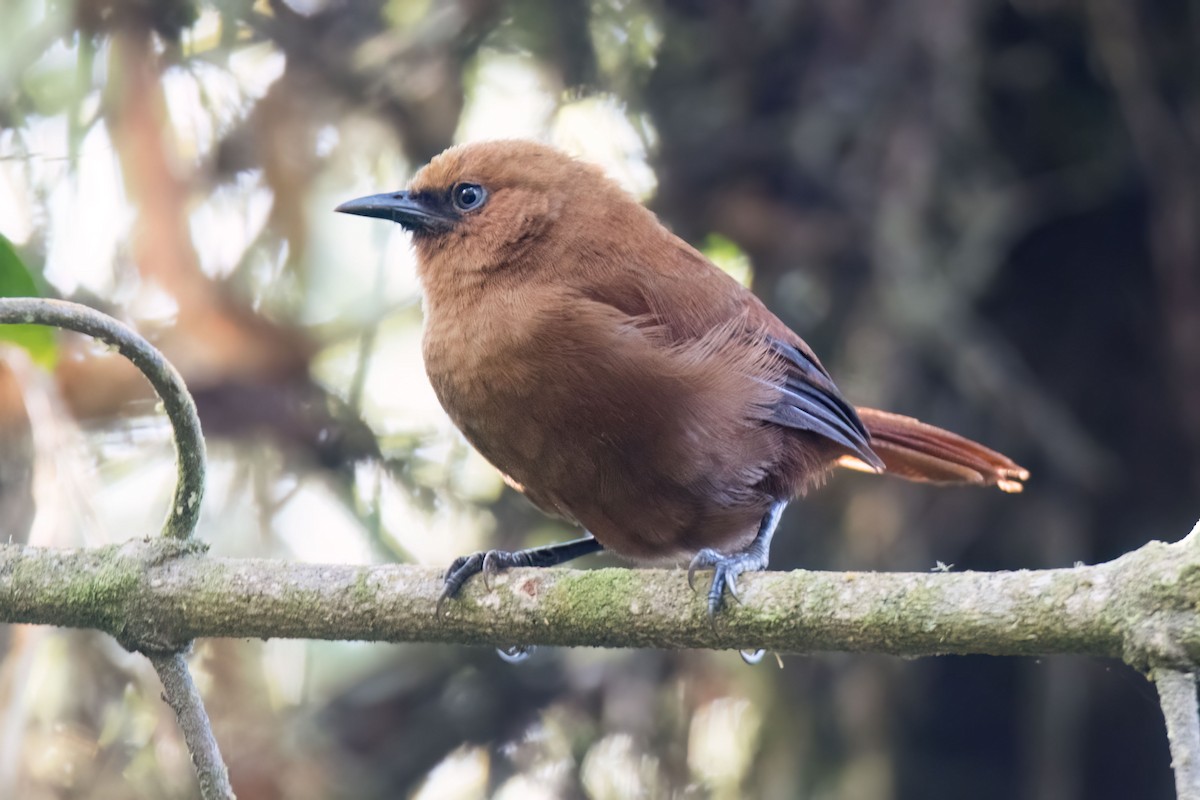 Rufous Wren - ML646587934