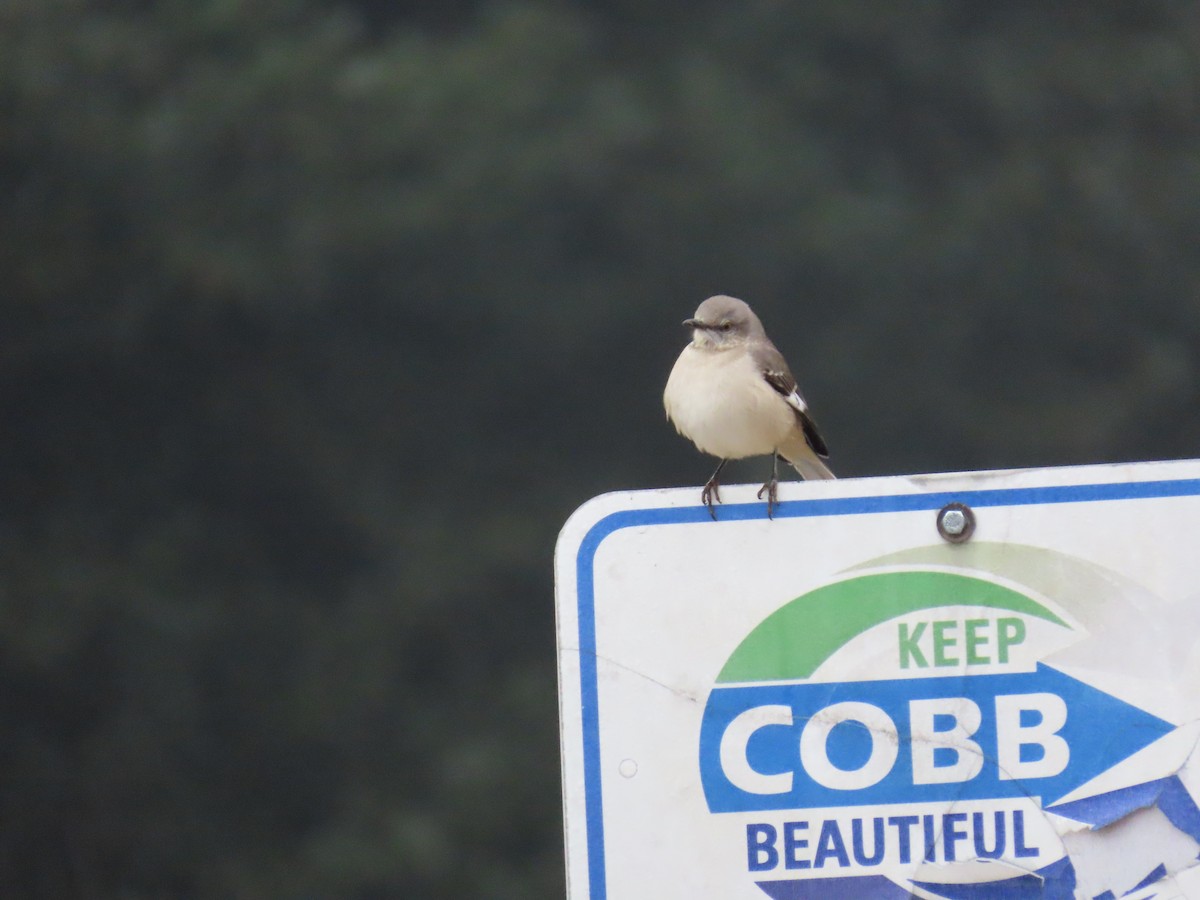 Northern Mockingbird - ML646587935