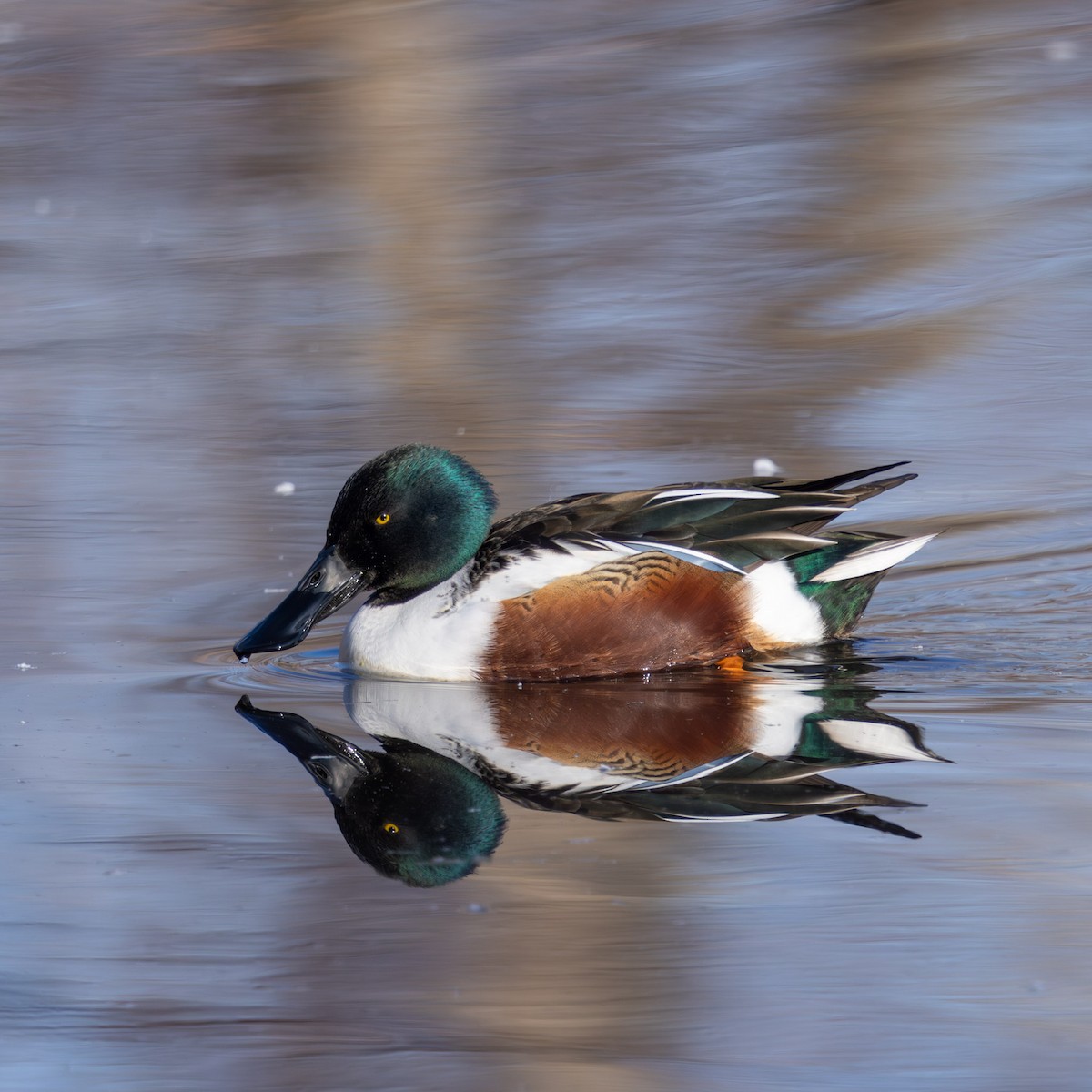 Northern Shoveler - ML646587936