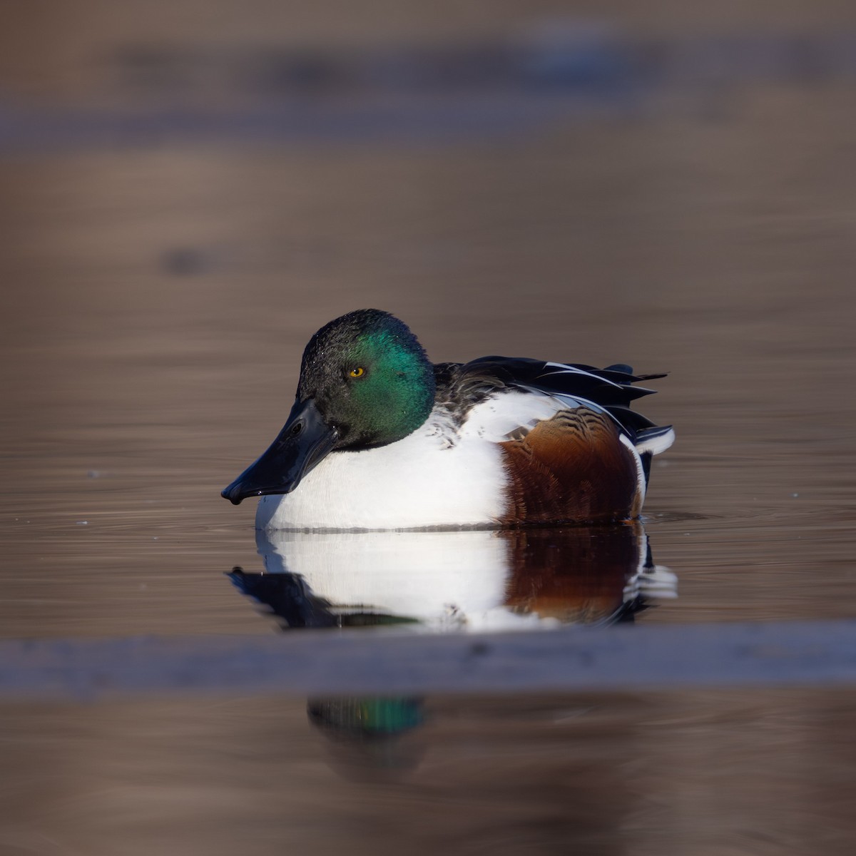 Northern Shoveler - ML646587937
