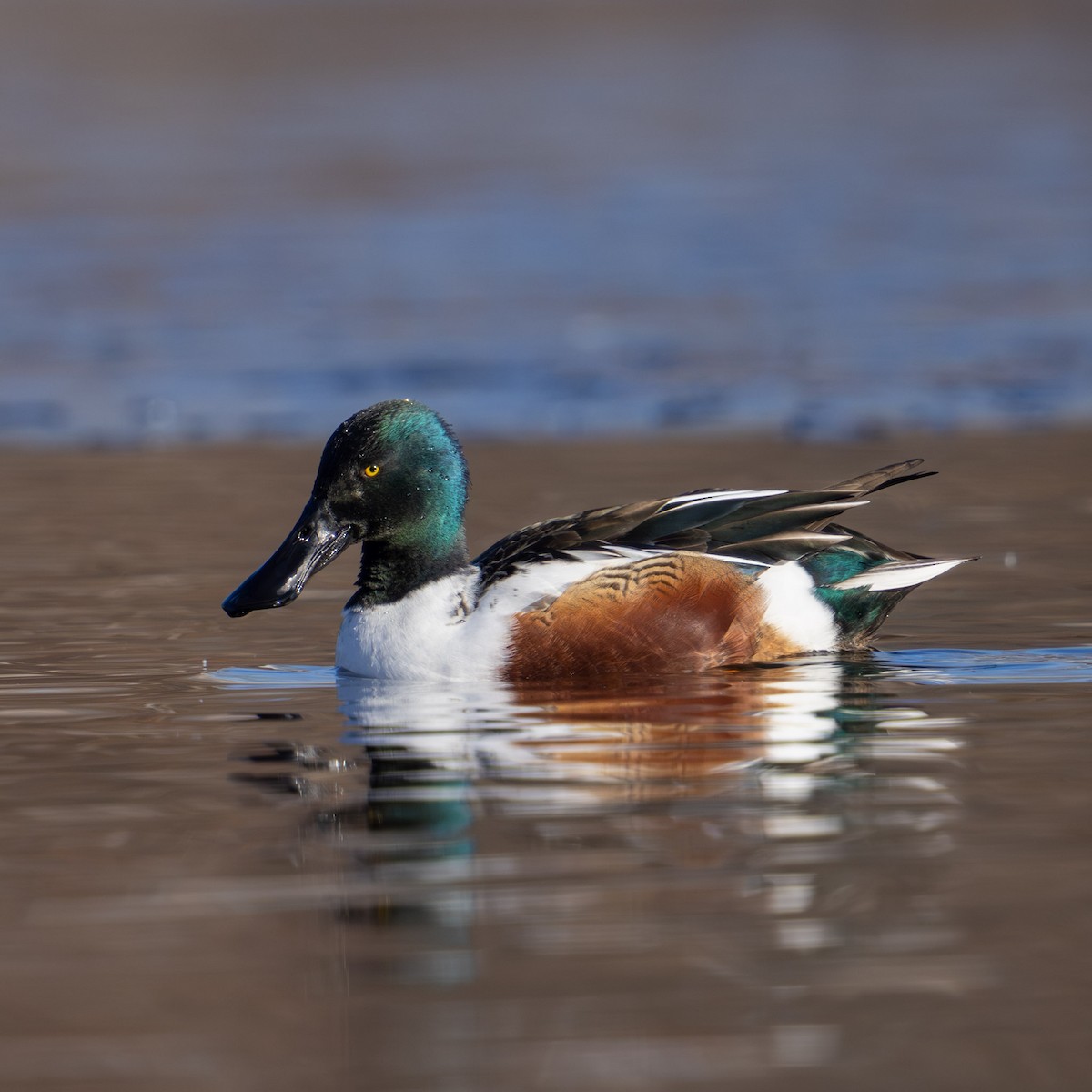 Northern Shoveler - ML646587938