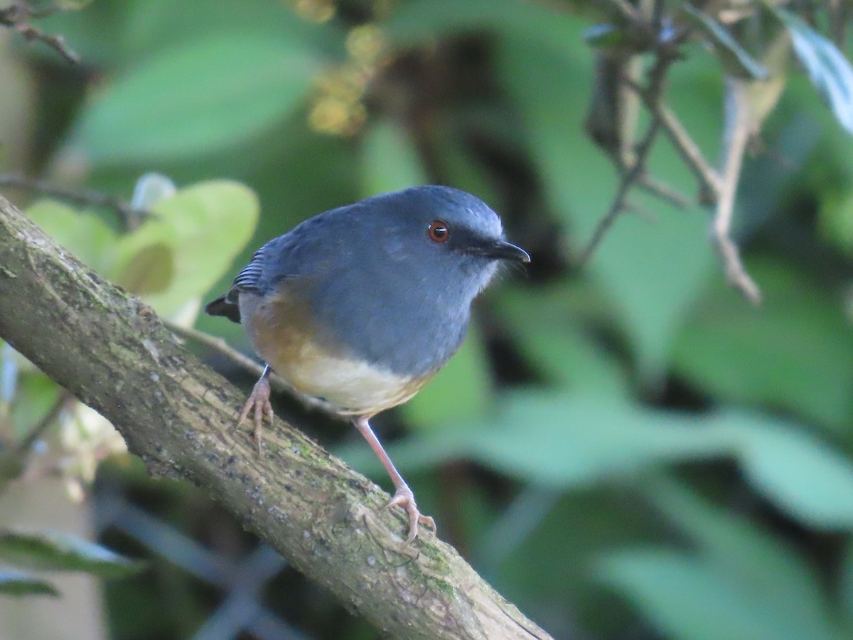 Alicorto Flanquirrufo - ML646587939