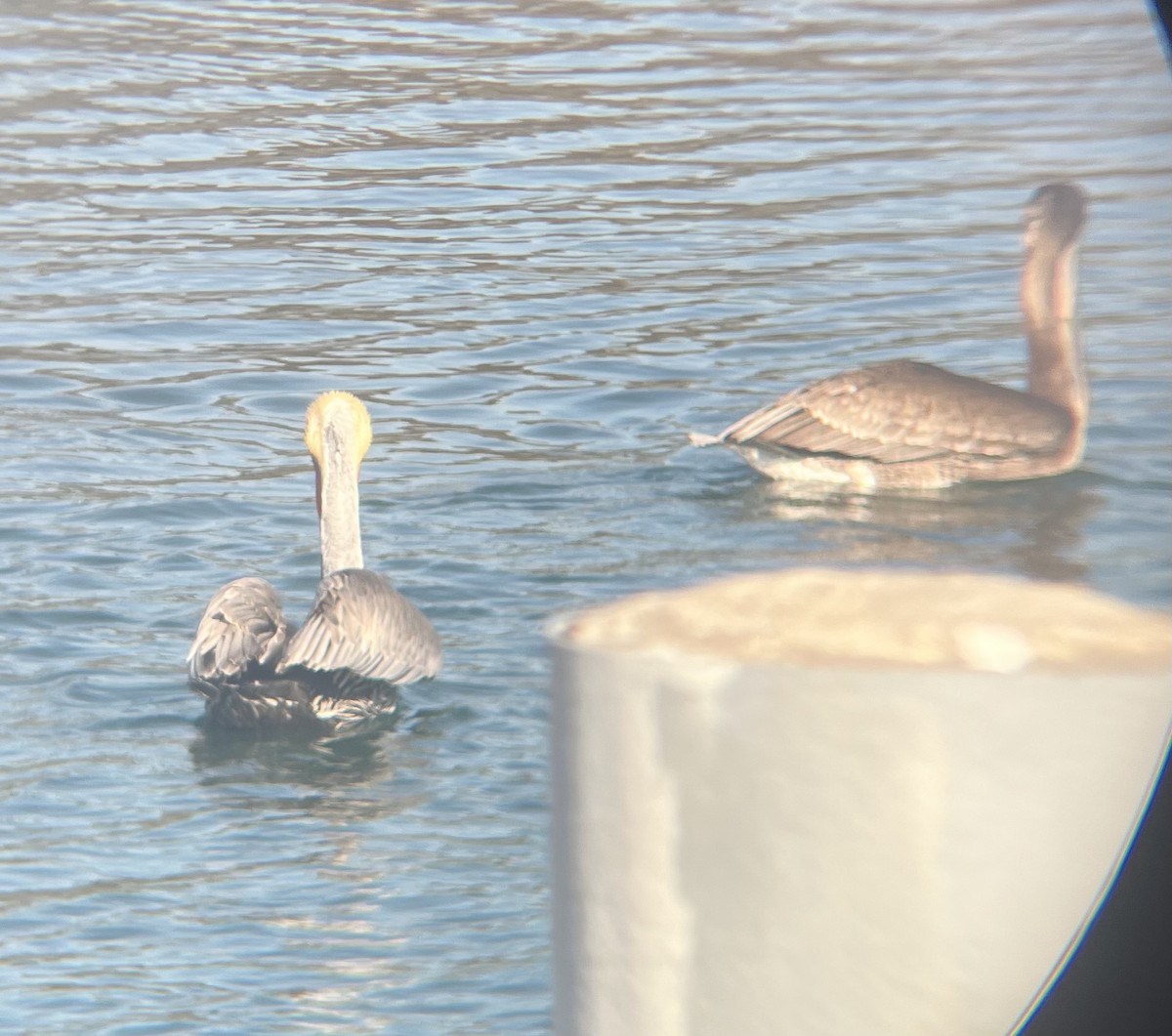 Brown Pelican - ML646587940