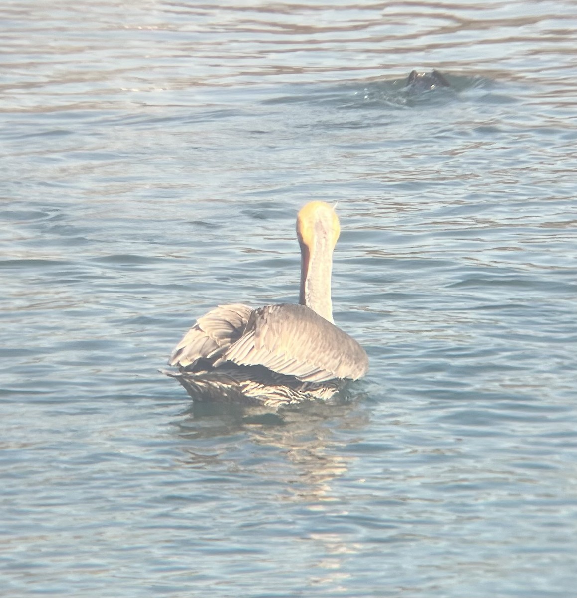 Brown Pelican - ML646587941