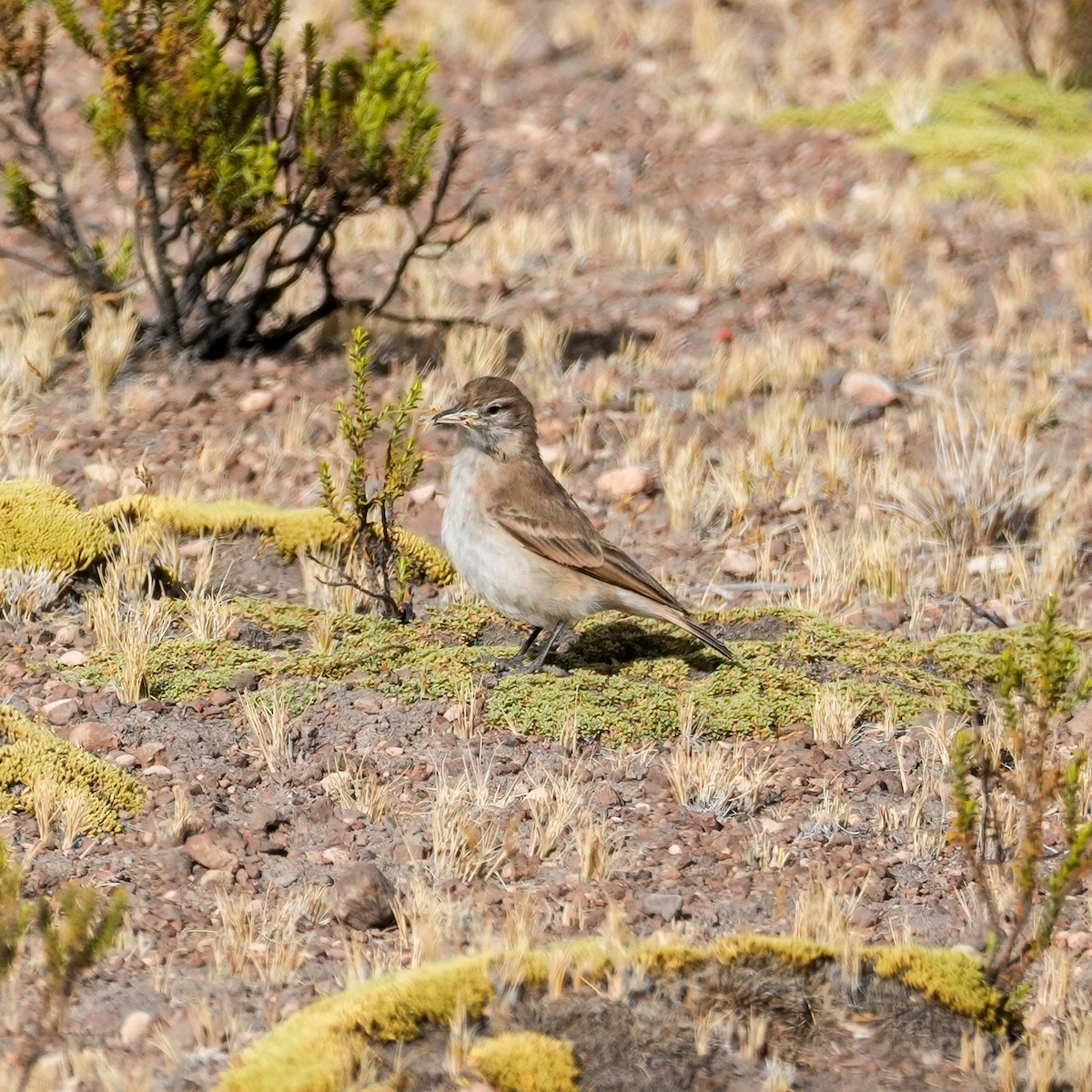 Puna Miner - ML646587942