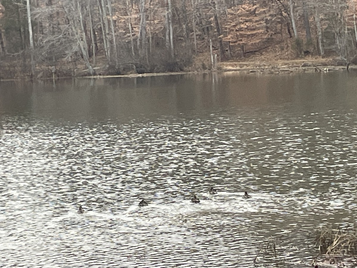 Ruddy Duck - ML646587946