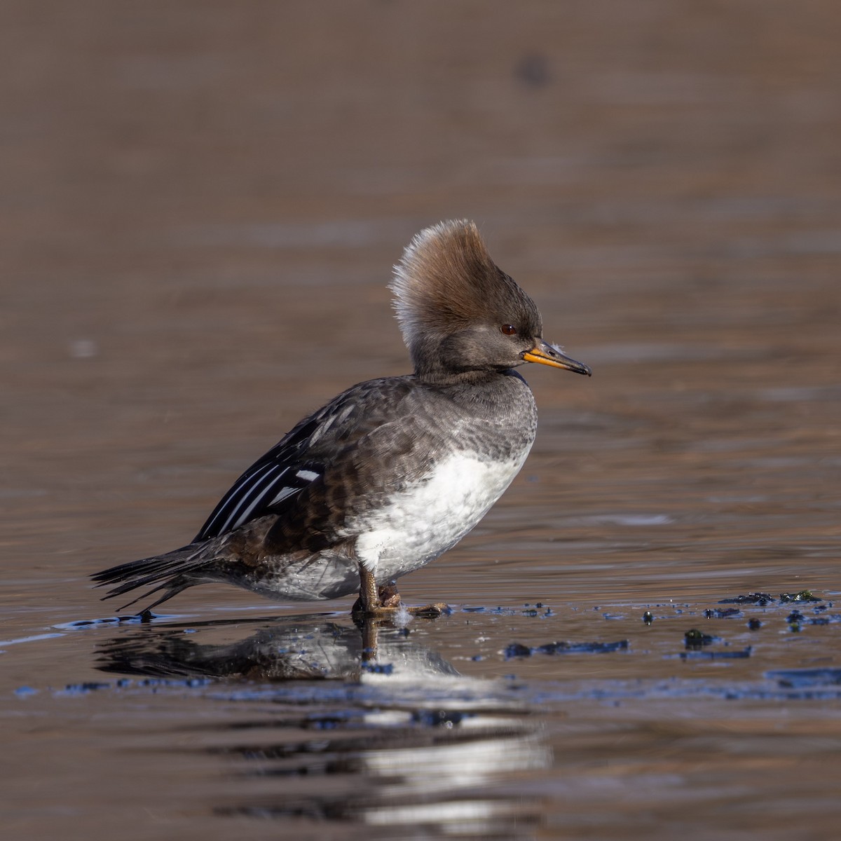 Hooded Merganser - ML646587951