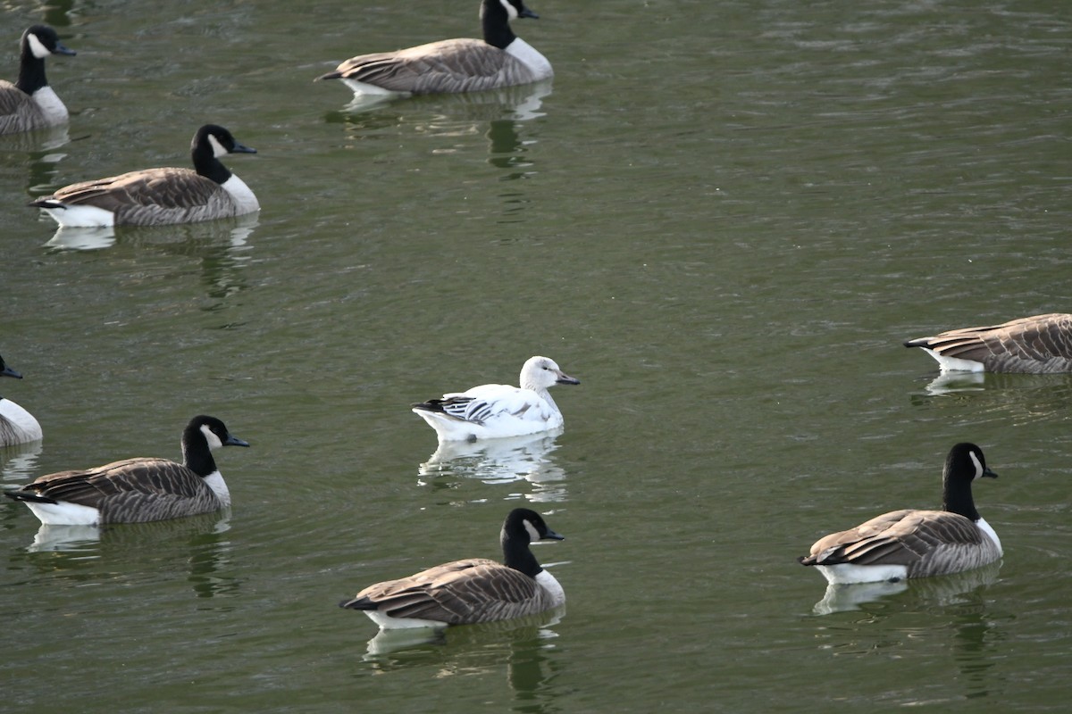 Snow Goose - ML646587952