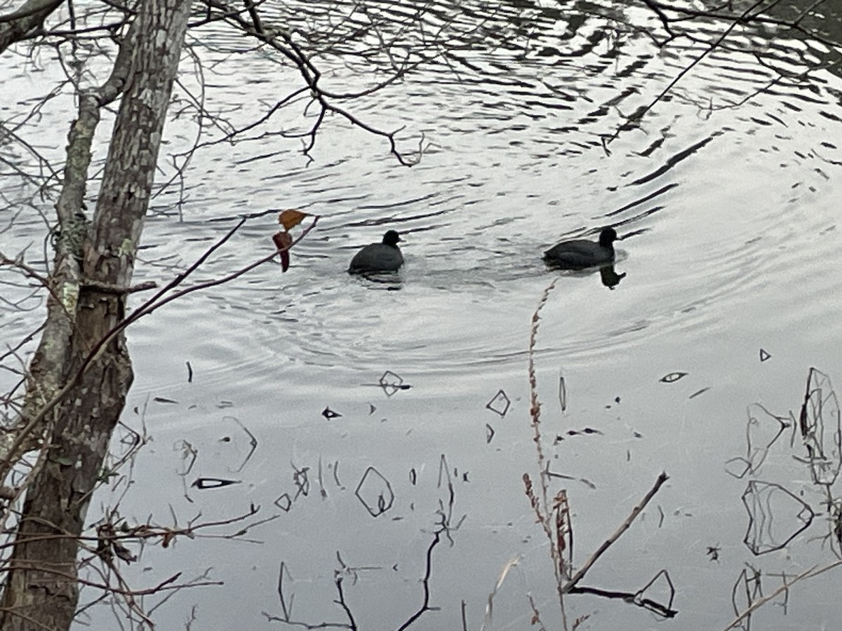 American Coot - ML646587955