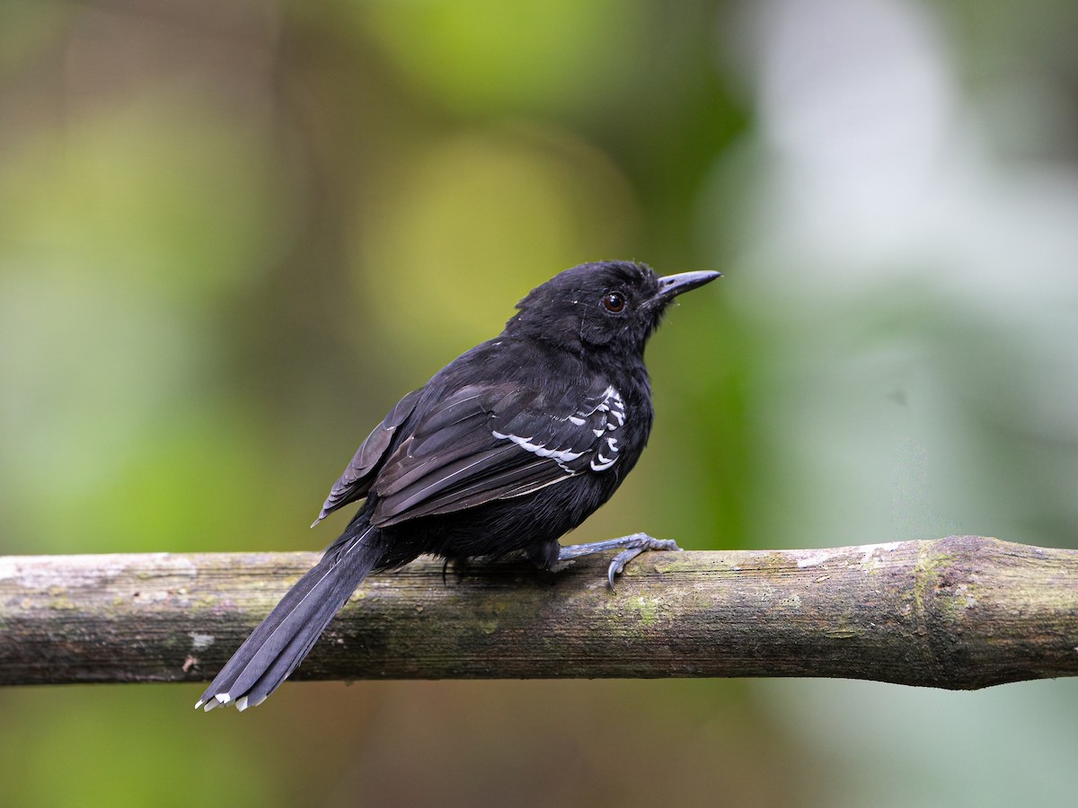 Jet Antbird - ML646587956