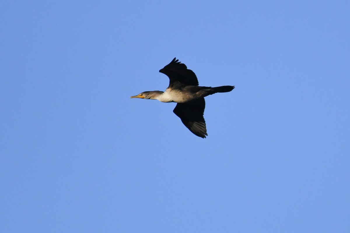 Double-crested Cormorant - ML646587958