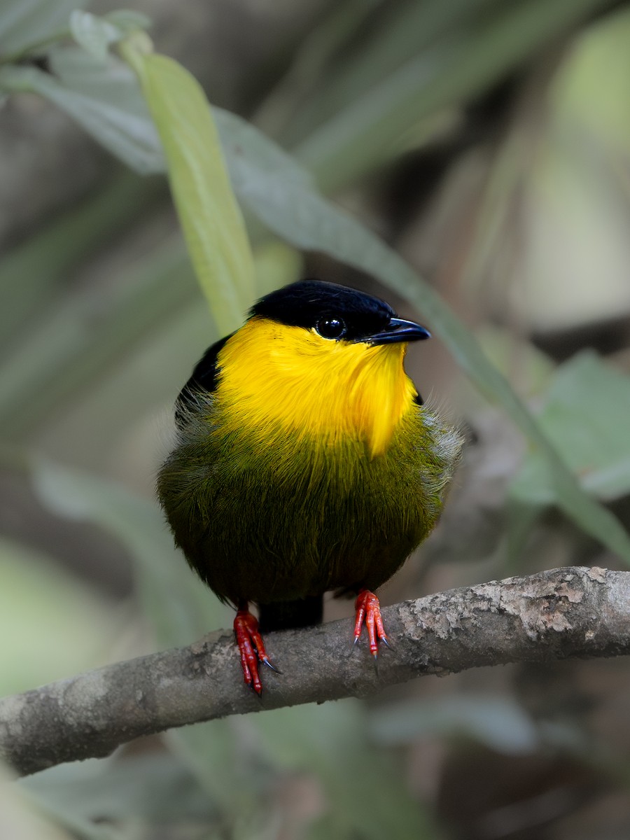 Golden-collared Manakin - ML646587959