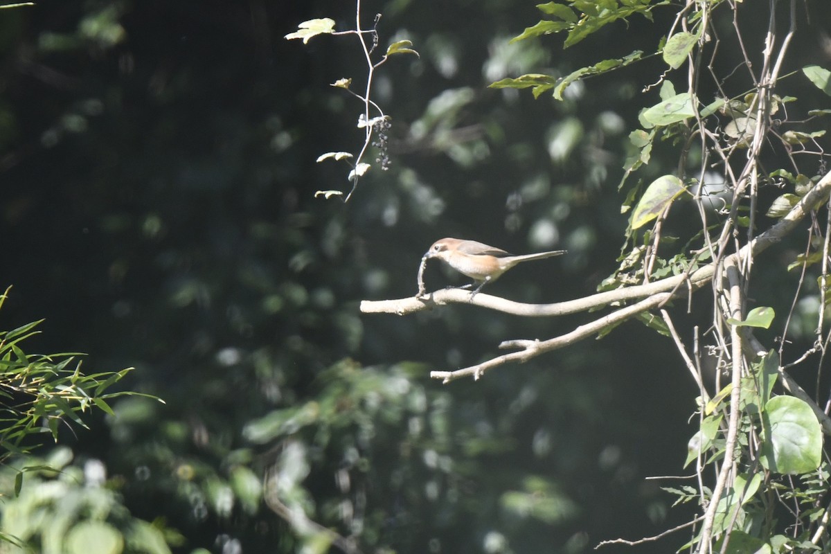 Сорокопуд японський - ML646587961