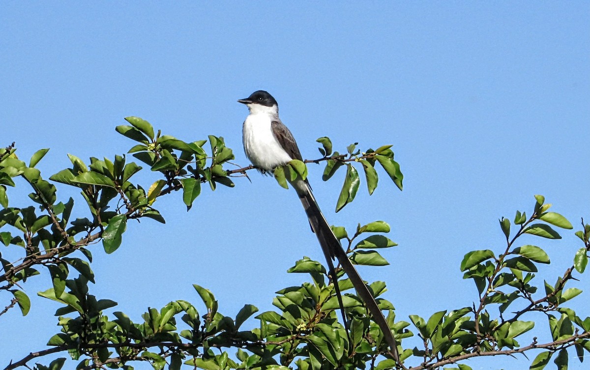 Fork-tailed Flycatcher - ML646587962