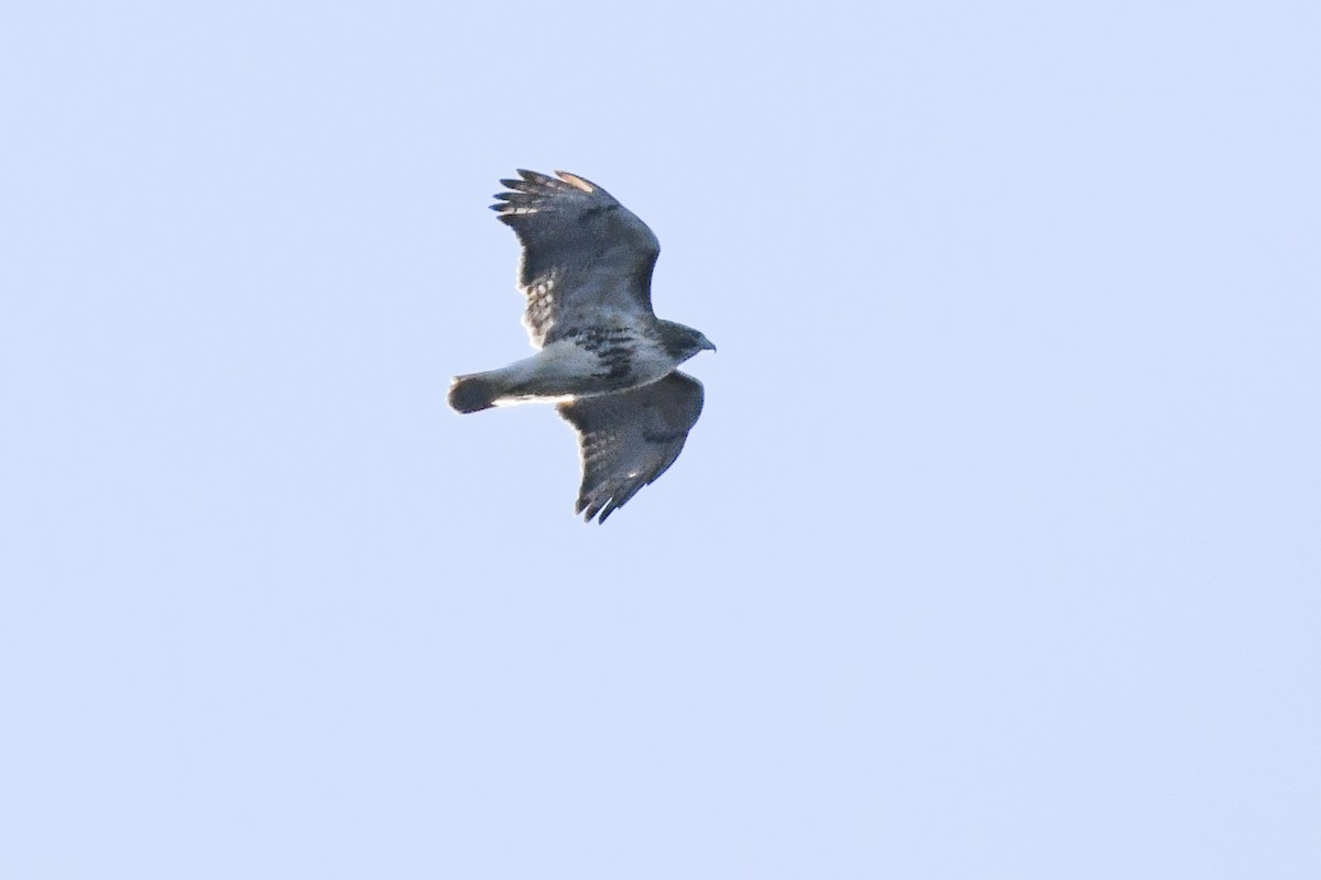 Red-tailed Hawk (borealis) - ML646587963