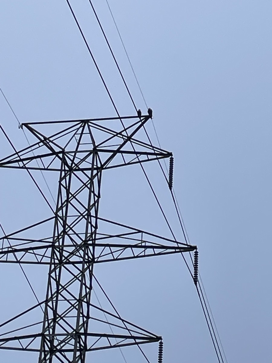 Bald Eagle - ML646587964