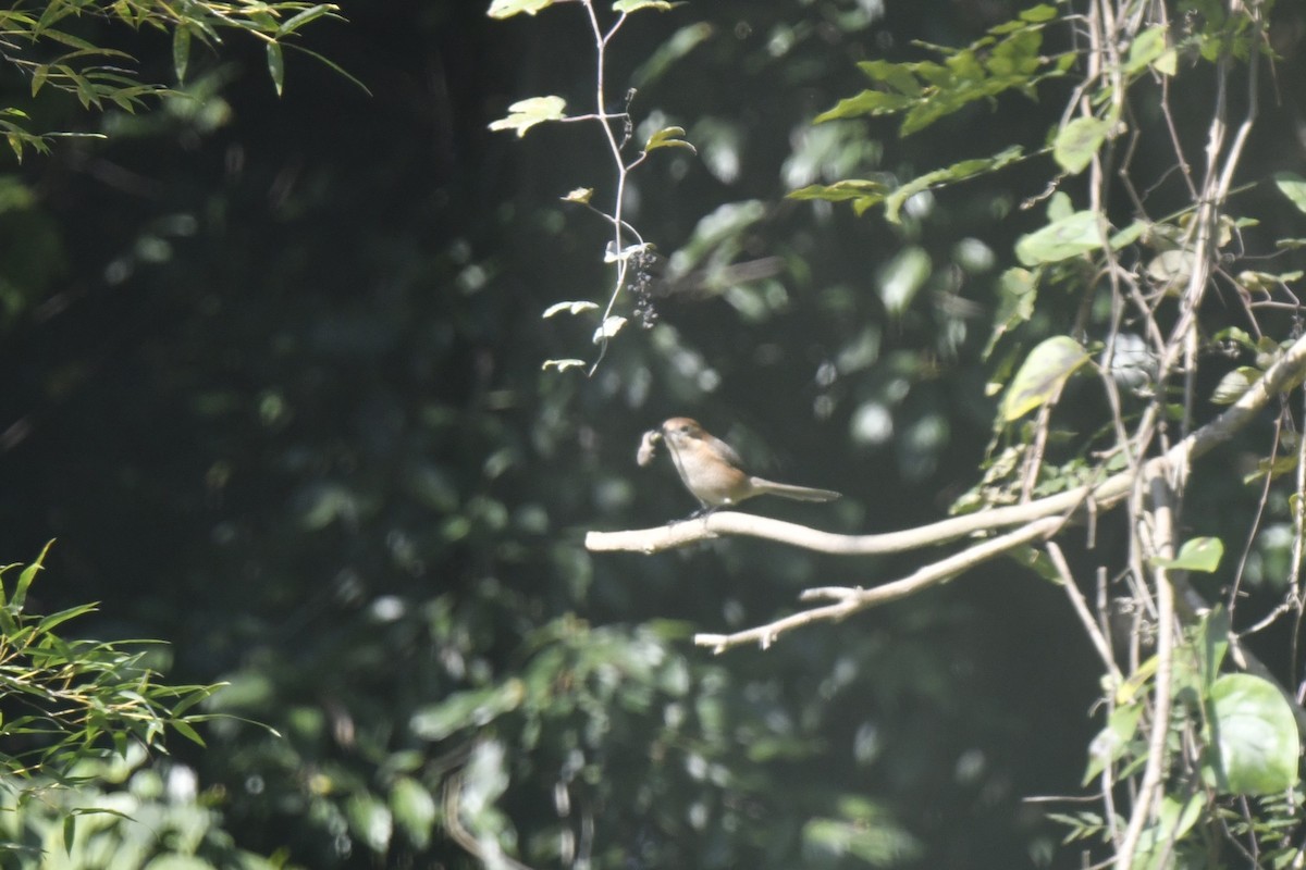 Сорокопуд японський - ML646587967