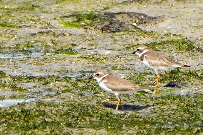 Пісочник канадський - ML646587968