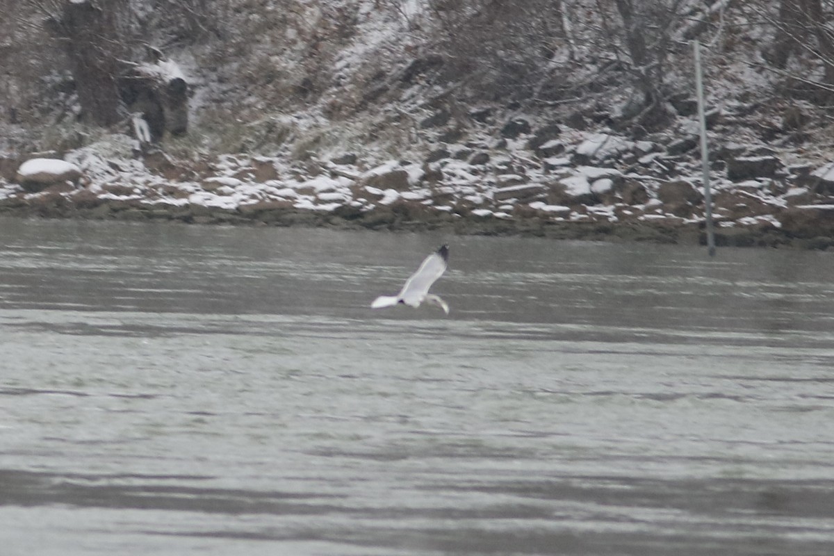 Ring-billed Gull - ML646587970