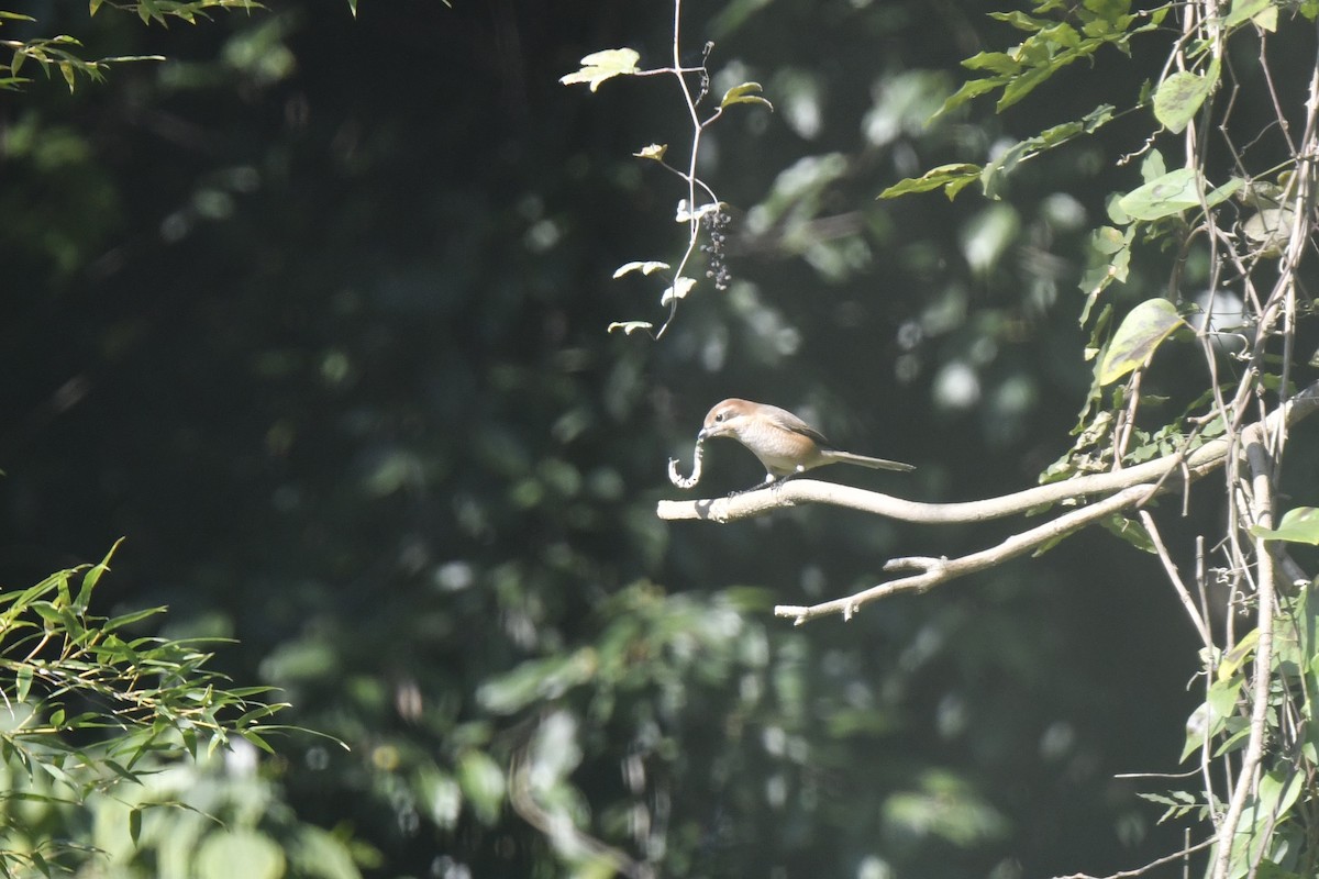 Сорокопуд японський - ML646587973