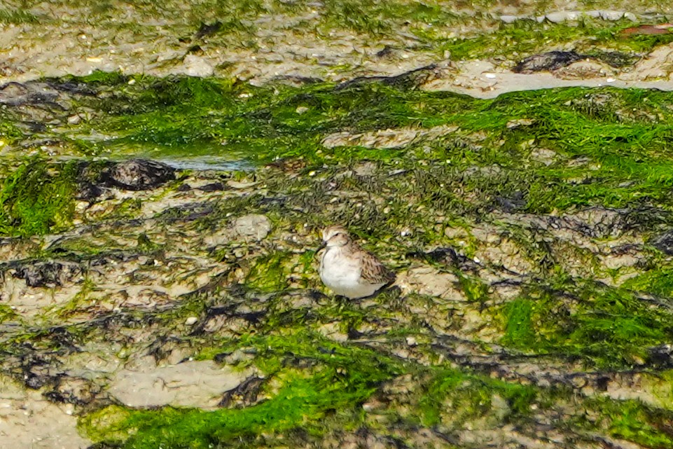 Побережник-крихітка - ML646587974