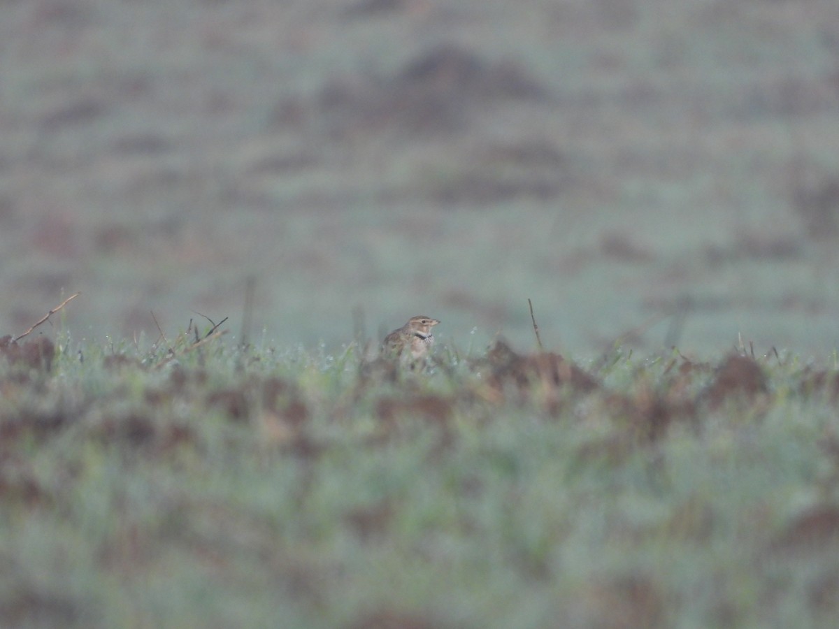 Calandra Lark - ML646587977