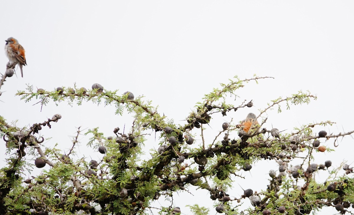 Kenya Rufous Sparrow - ML646587980