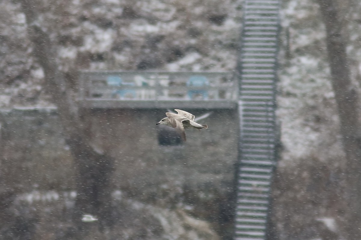 American Herring Gull - ML646587981